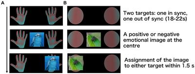 The influence of cardiac synchronisation on self-attribution to external objects in male participants